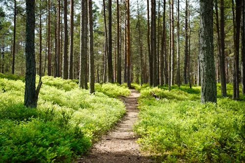 Forest Path